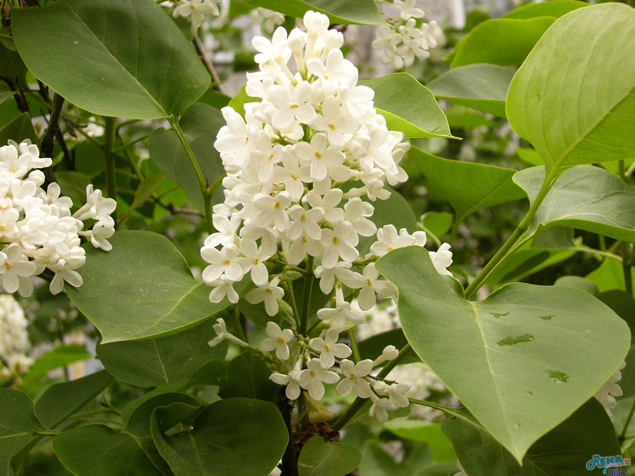 природа цветы белые сирень nature flowers white lilac без смс
