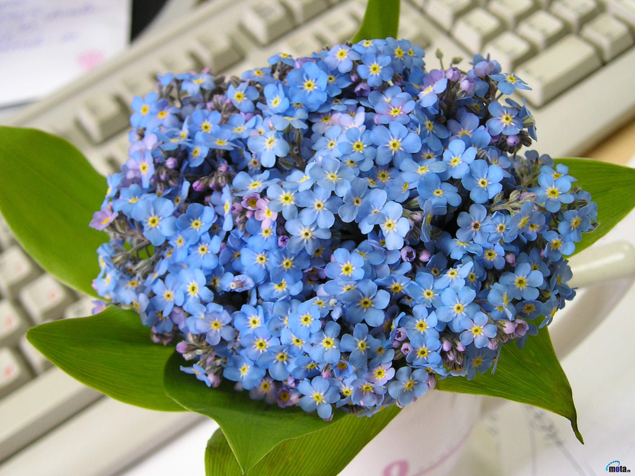 Цветы синие незабудки бесплатно