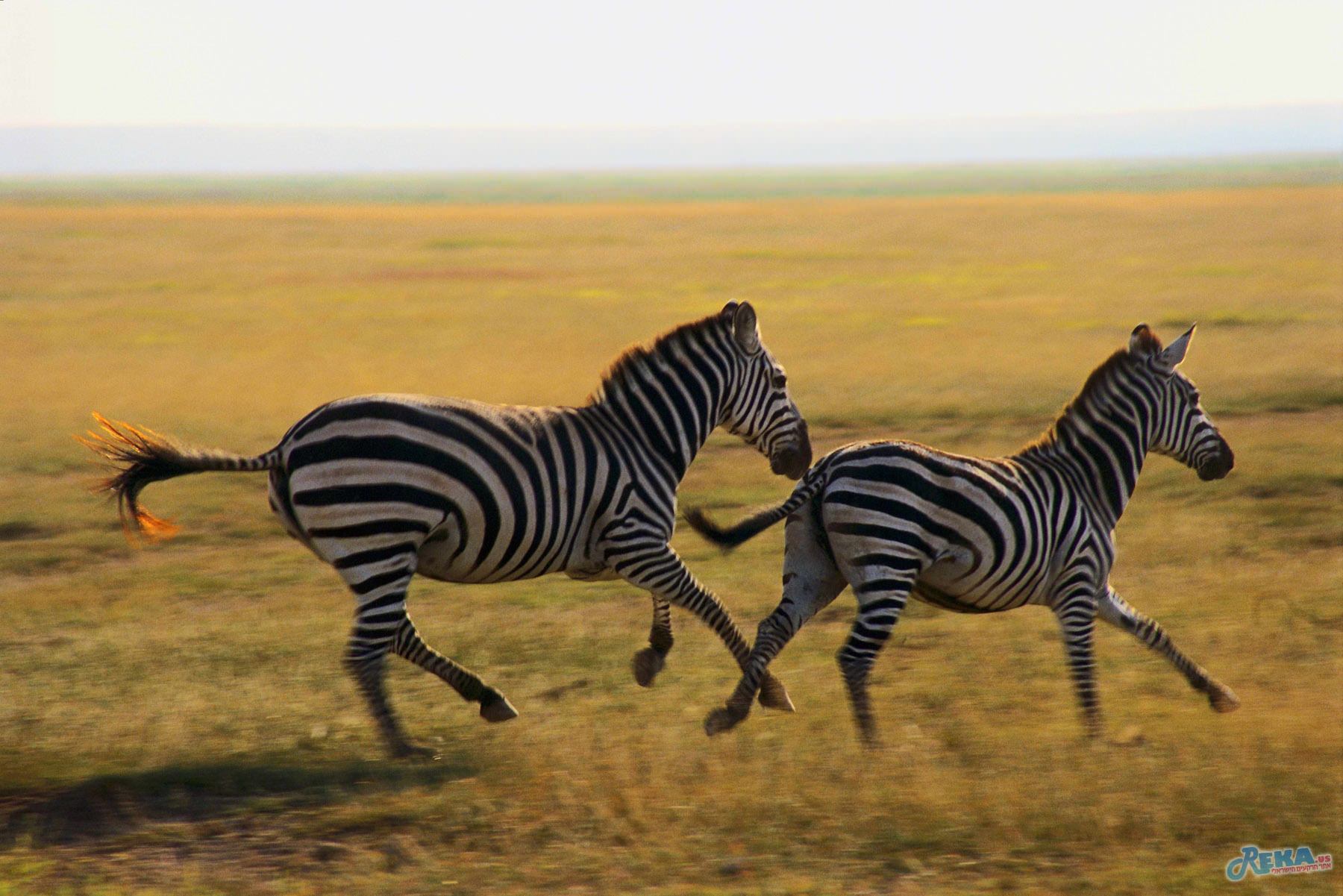 природа животные зебра скала без смс