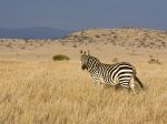 природа животные зебры nature animals Zebra без смс